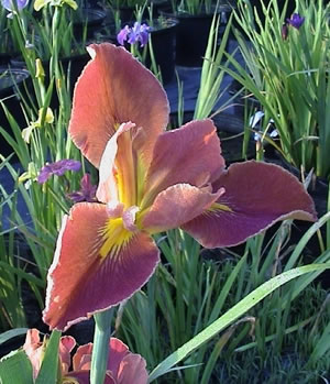 Louisiana Iris - Gulpa George